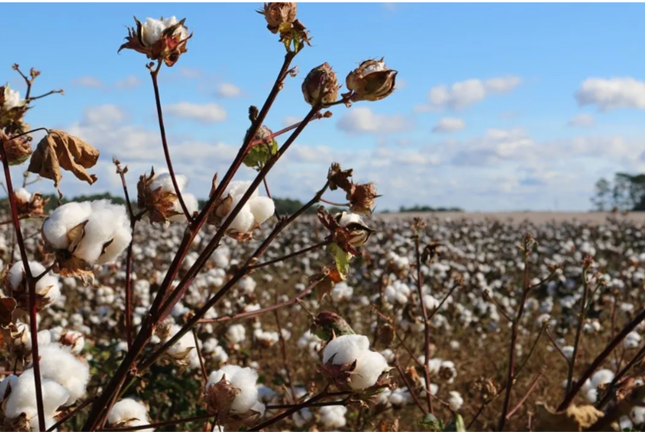 beyond-electricity-gaps-cotton-strategy-and-iraqs-growing-water-crisis
